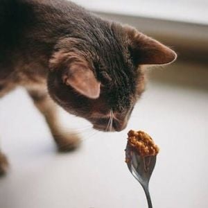 Patinut Ödül Maması - Fıstık Ezmeli - 1 KG