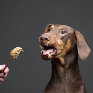 Patinut Ödül Maması - Fıstık Ezmeli - 1 KG