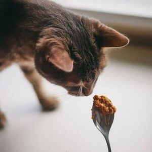 Patinut Ödül Maması - Fıstık Ezmeli - 340 g